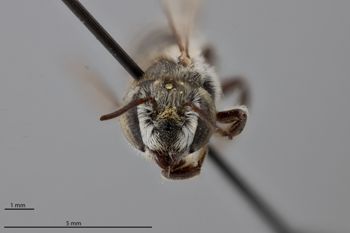 Media type: image;   Entomology 791028 Aspect: head frontal view